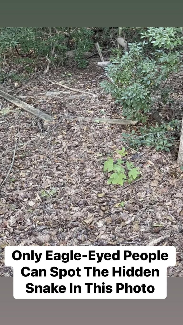Only Eagle-Eyed People Can Spot The Hidden Snake In This Photo