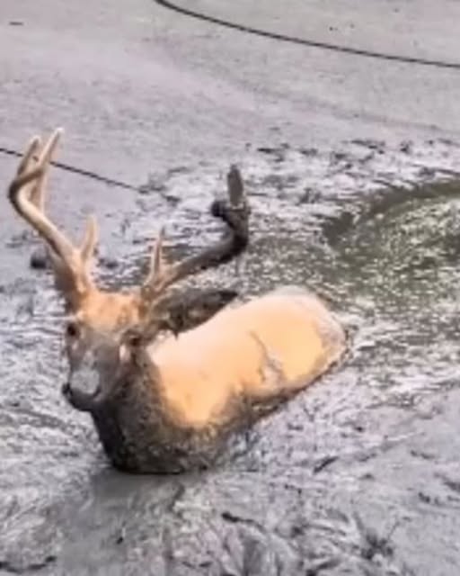 A Cry for Help: Rescuing a Desperate Buck Trapped in Mud