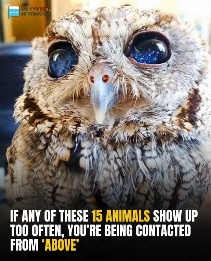 If Any Of These 15 Animals Show Up Too Often, You’re Being Contacted From ‘Above’