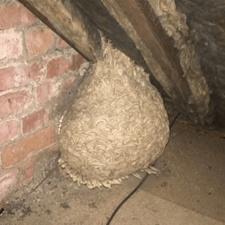 Unexpected Discovery in the Attic Leaves Man Speechless