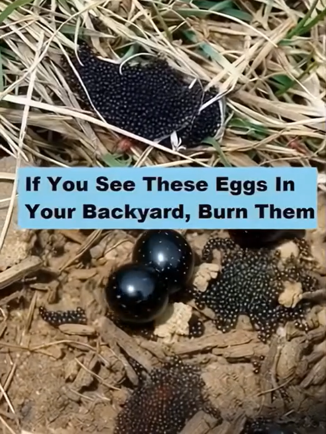 What to Do If You Discover These Eggs in Your Backyard