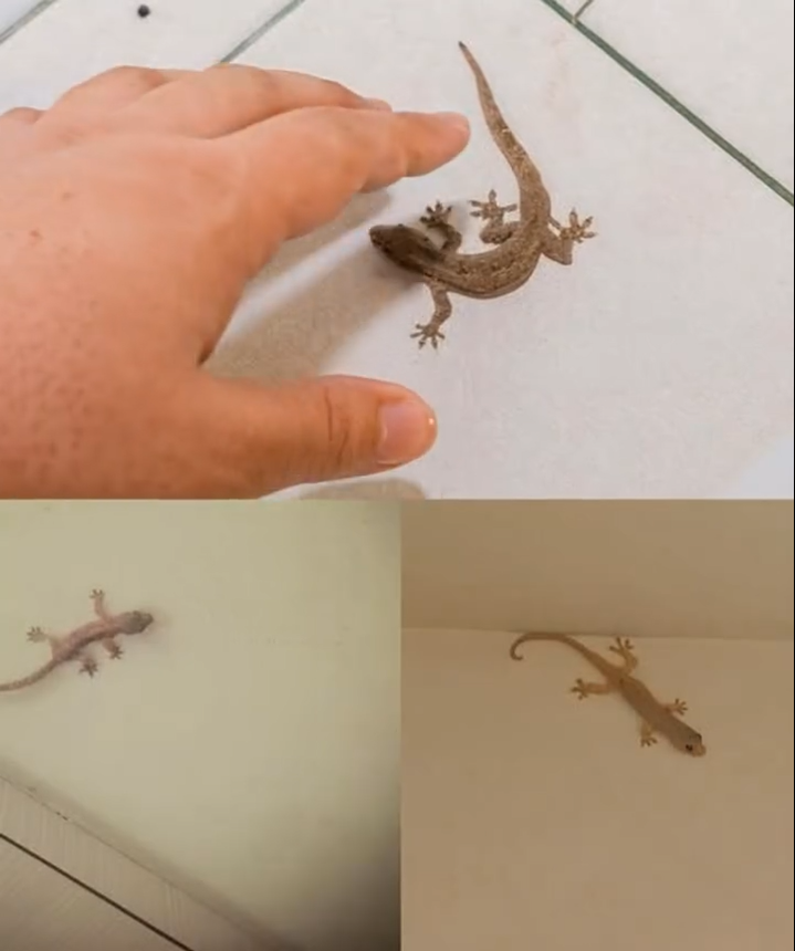 The Meaning Behind a Lizard Visiting Your Home