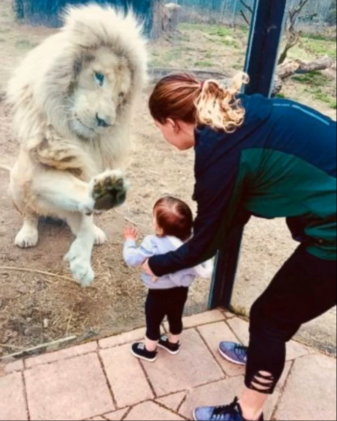 My Sister Took Her Daughter To The Zoo But The Lion Only Reacted To Her